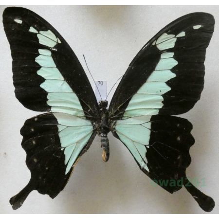 Papilio phorcas Cramer, 1775 C.A.R. 81mm70